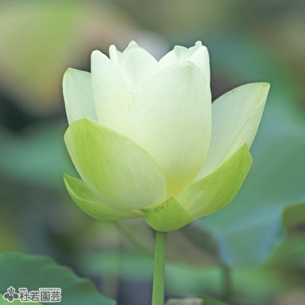 蓮、ハス】黄花蓮(きばなはす)【中・大型種】 | 杜若園芸WEBショップ