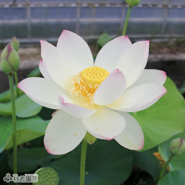 蓮、ハス】黄陽(きよう)【中・大型種】 | 杜若園芸WEBショップ｜水草の