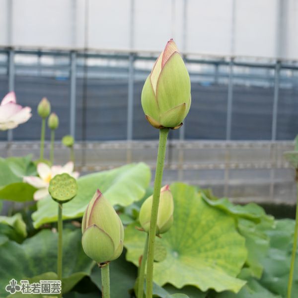 蓮、ハス】黄陽(きよう)【中・大型種】 | 杜若園芸WEBショップ｜水草の
