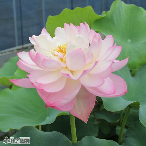 蓮、ハス】 蝶戀花（ちょうれんか）【中・大型種】 | 杜若園芸WEB