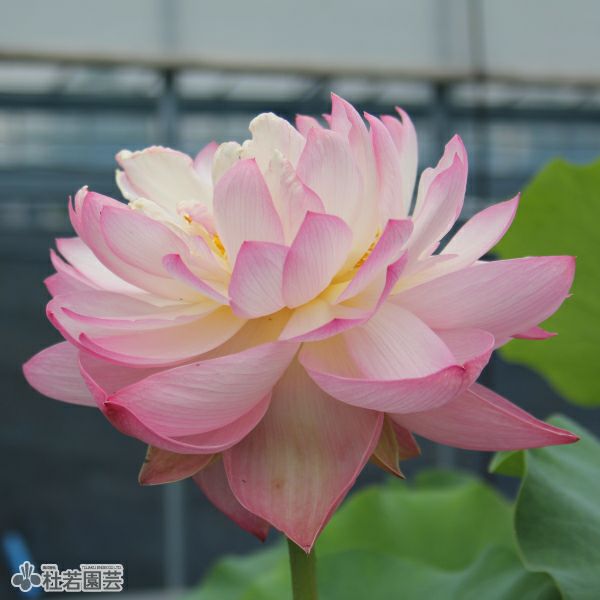 蓮、ハス】杏花春雨(きょうかしゅんう)【中・大型種】 | 杜若園芸WEB