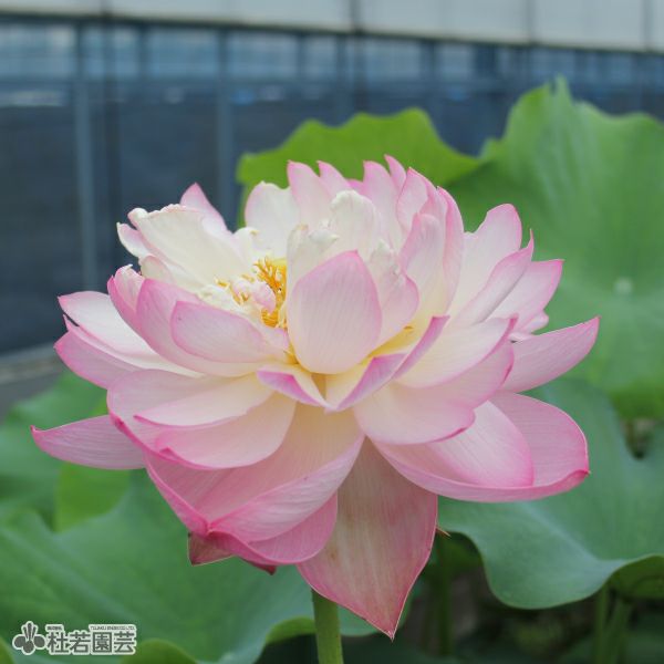 蓮、ハス】杏花春雨(きょうかしゅんう)【中・大型種】 | 杜若園芸WEB