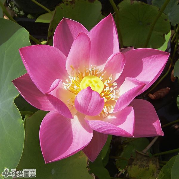 蓮、ハス】嬌蓉碗蓮(きょうようわんれん)【中・大型種】 | 杜若園芸WEB