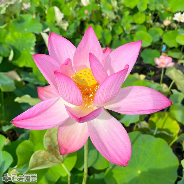 蓮、ハス】嬌蓉碗蓮(きょうようわんれん)【中・大型種】 | 杜若園芸WEB
