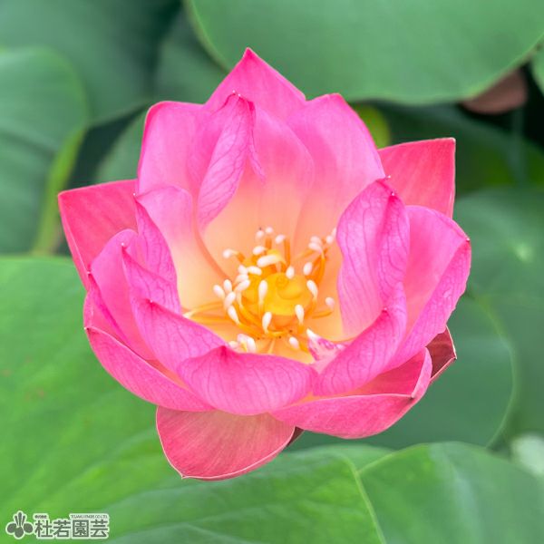 蓮、ハス】玉繍在来八幡宮(ぎょくしゅうざいらいはちまんぐう)【小型種