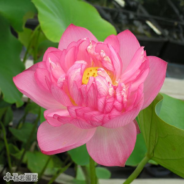 蓮、ハス】玉繍蓮(ぎょくしゅうれん)【小型種】 | 杜若園芸WEBショップ