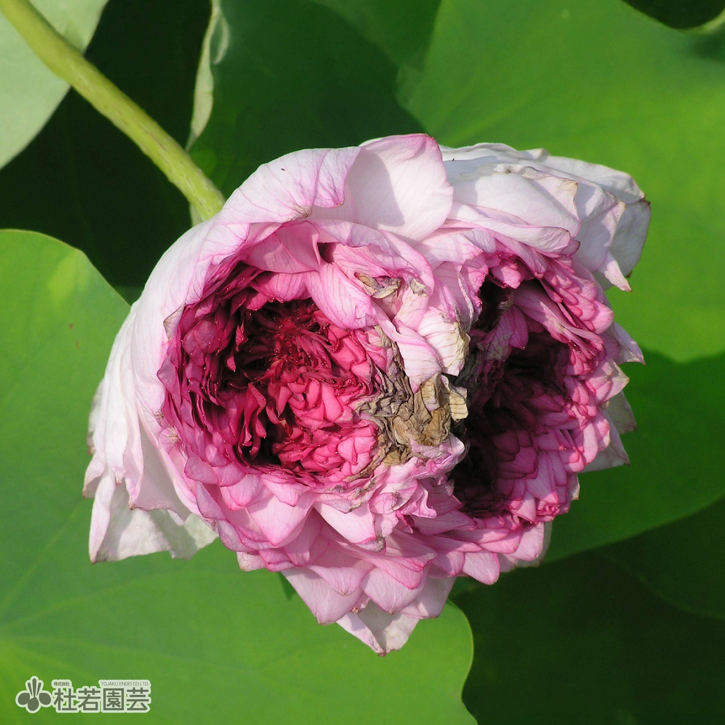 蓮、ハス】玉泉寺妙蓮(ぎょくせんじみょうれん)【大型種】 | 杜若園芸