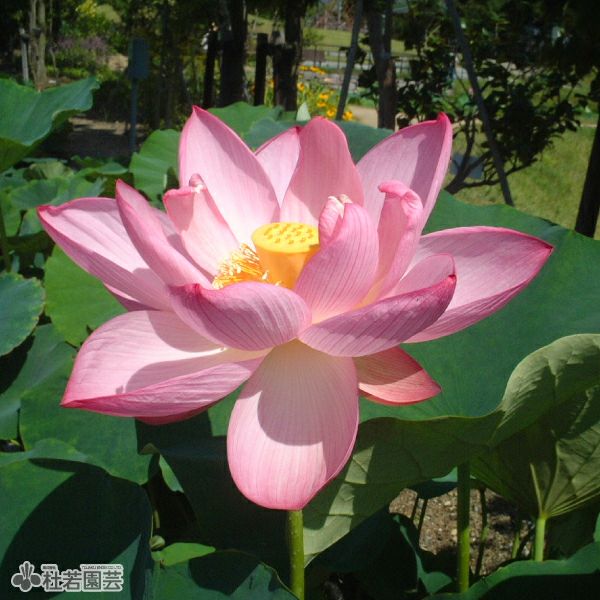 ビカクシダ(コウモリラン) ヒリーパナマ | 杜若園芸WEBショップ｜水草
