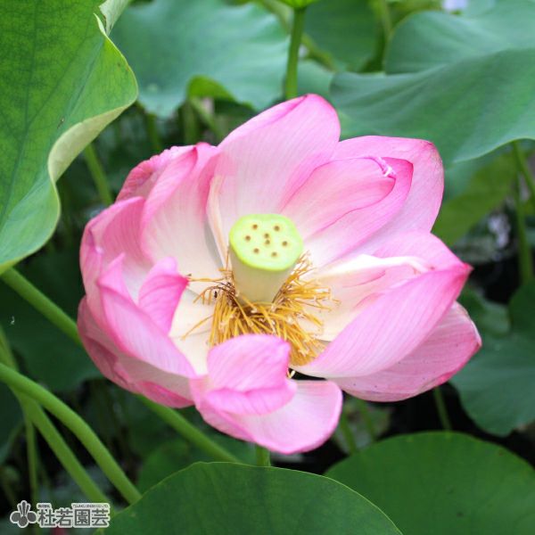 蓮、ハス】漁山紅蓮(ぎょざんこうれん)【中・大型種】 | 杜若園芸WEB