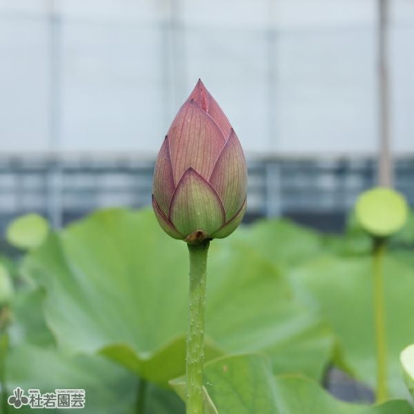 蓮、ハス】漁山紅蓮(ぎょざんこうれん)【中・大型種】 | 杜若園芸WEB