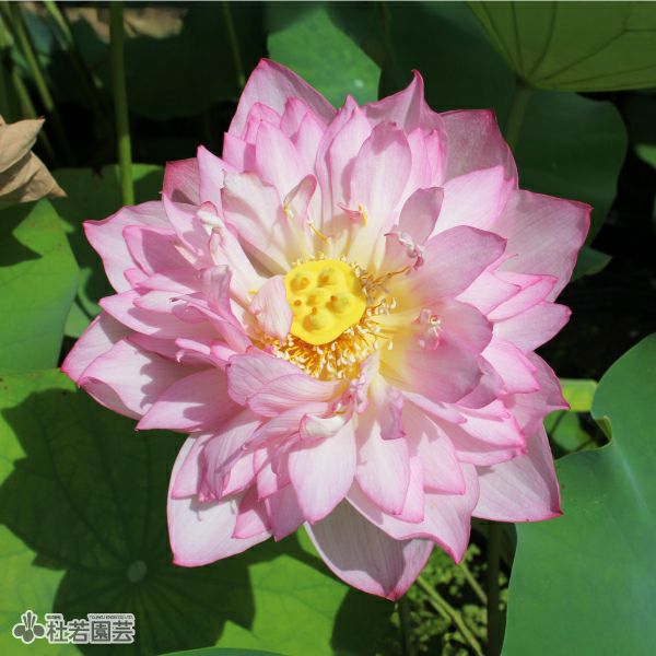 蓮、ハス】錦蕊蓮(きんずいれん)【大型種】 | 杜若園芸WEBショップ