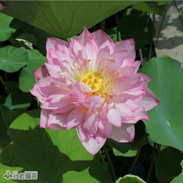 蓮、ハス】錦蕊蓮(きんずいれん)【大型種】 | 杜若園芸WEBショップ