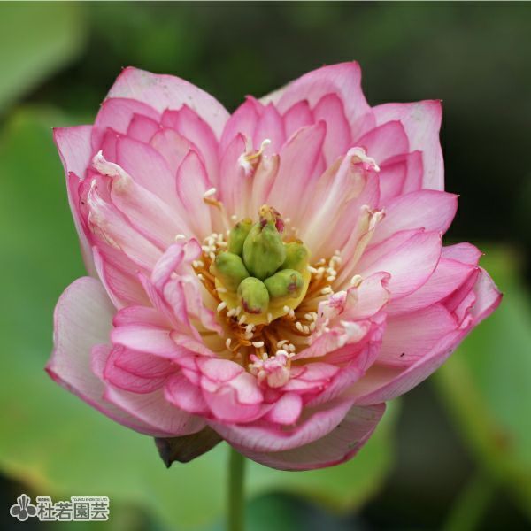 【蘭蓮様】 🫠