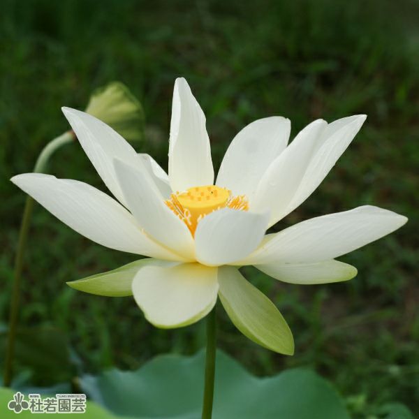 蓮、ハス】真如蓮(しんにょれん)【中・大型種】 | 杜若園芸WEBショップ