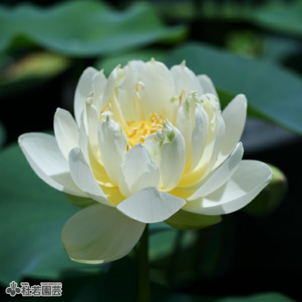 蓮、ハス】クリスタルビューティー【小型種】 | 杜若園芸WEBショップ