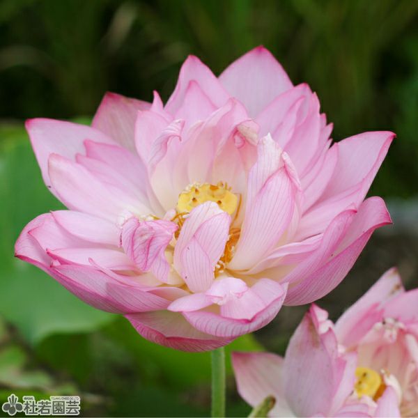 蓮、ハス】明光蓮（みょうこうれん）【中型種】 | 杜若園芸WEBショップ