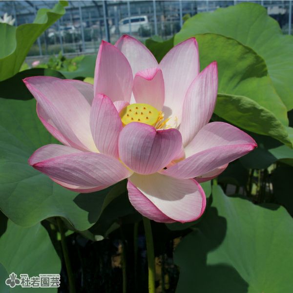 蓮、ハス】原始蓮(げんしはす)【大型種】 | 杜若園芸WEBショップ｜水草