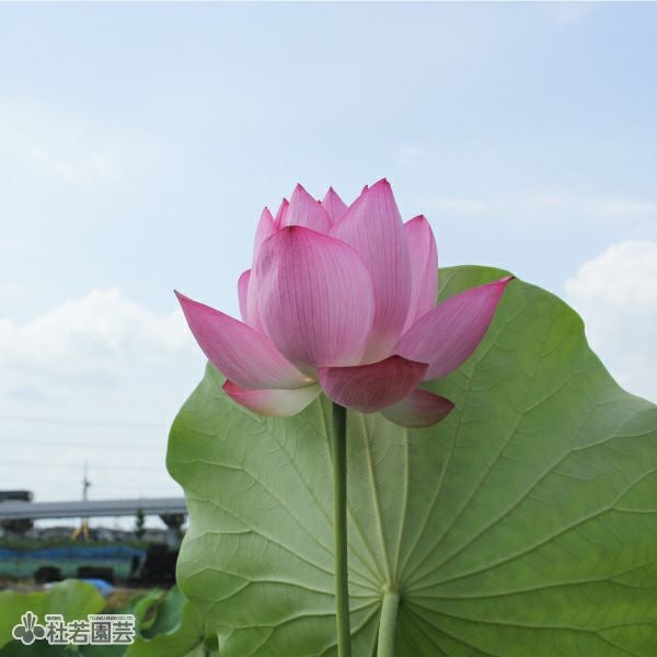 蓮、ハス】原始蓮(げんしはす)【大型種】 | 杜若園芸WEBショップ｜水草