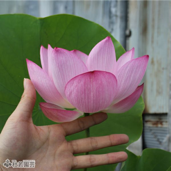蓮、ハス】原始蓮(げんしはす)【大型種】 | 杜若園芸WEBショップ｜水草