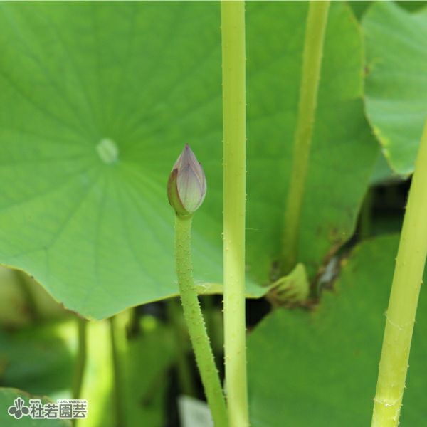 蓮、ハス】原始蓮(げんしはす)【大型種】 | 杜若園芸WEBショップ｜水草