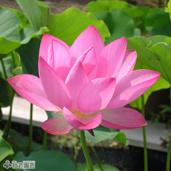 蓮、ハス】紅娃蓮(こうあいれん)【小型種】 | 杜若園芸WEBショップ