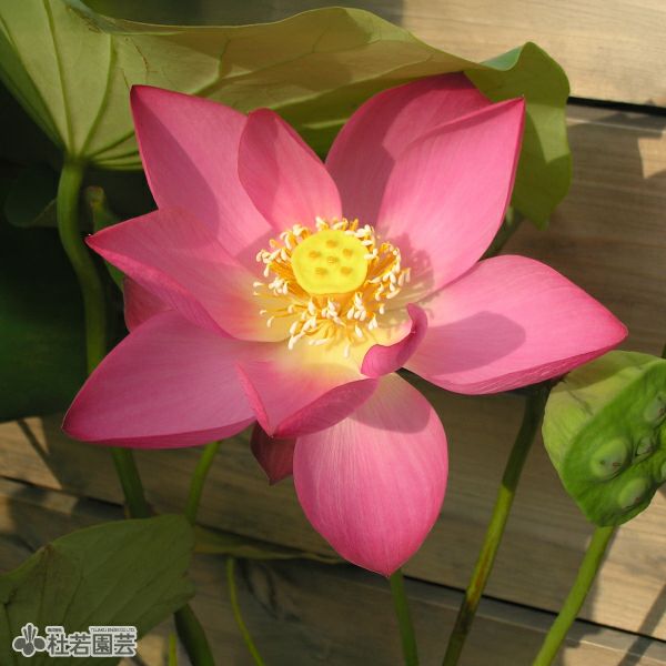 蓮、ハス】紅娃蓮(こうあいれん)【小型種】 | 杜若園芸WEBショップ