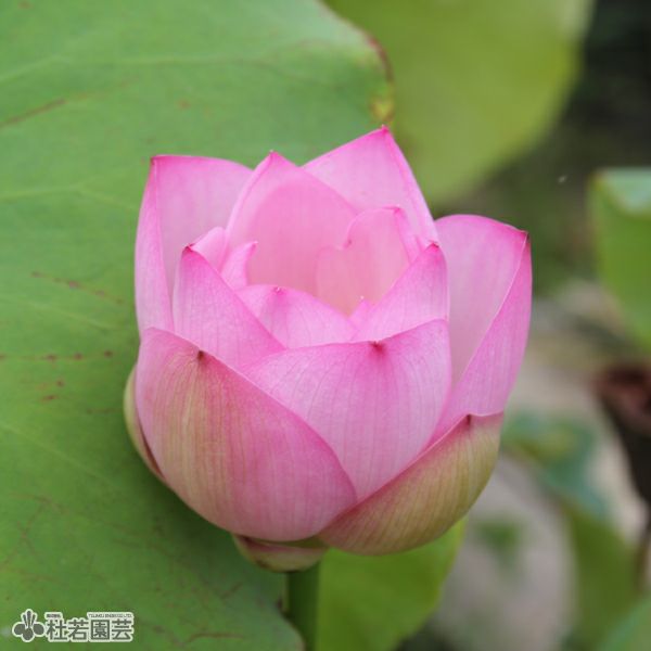 蓮、ハス】紅娃蓮(こうあいれん)【小型種】 | 杜若園芸WEBショップ