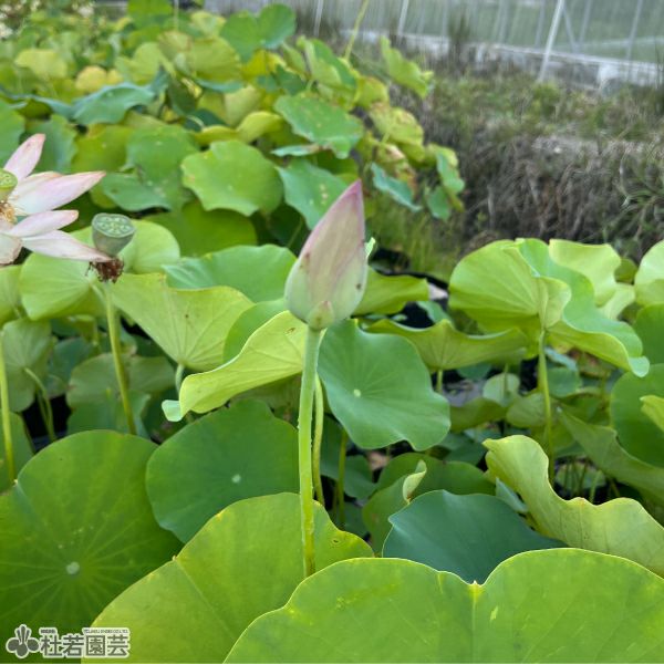 蓮、ハス】紅娃蓮(こうあいれん)【小型種】 | 杜若園芸WEBショップ