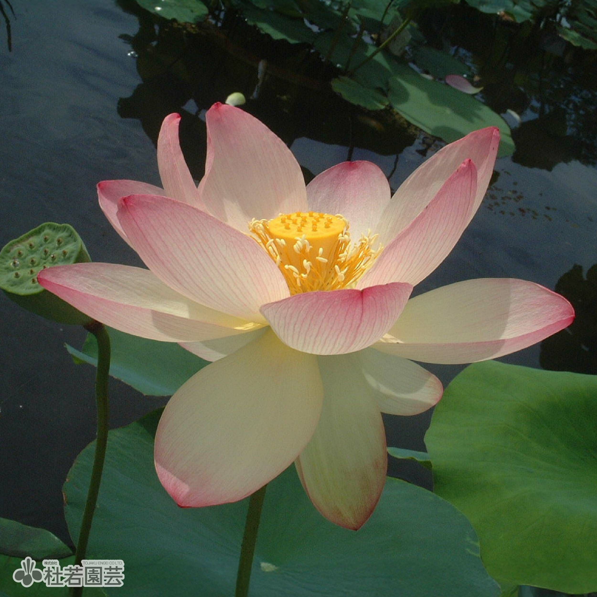 蓮、ハス】八一蓮（はちいちれん）【小型種】 | 杜若園芸WEBショップ