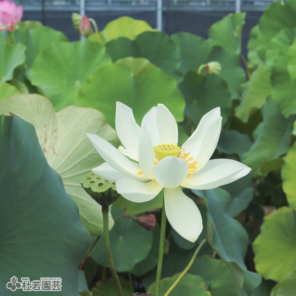 蓮、ハス】極楽寺(ごくらくじ)【中型種】 | 杜若園芸WEBショップ｜水草