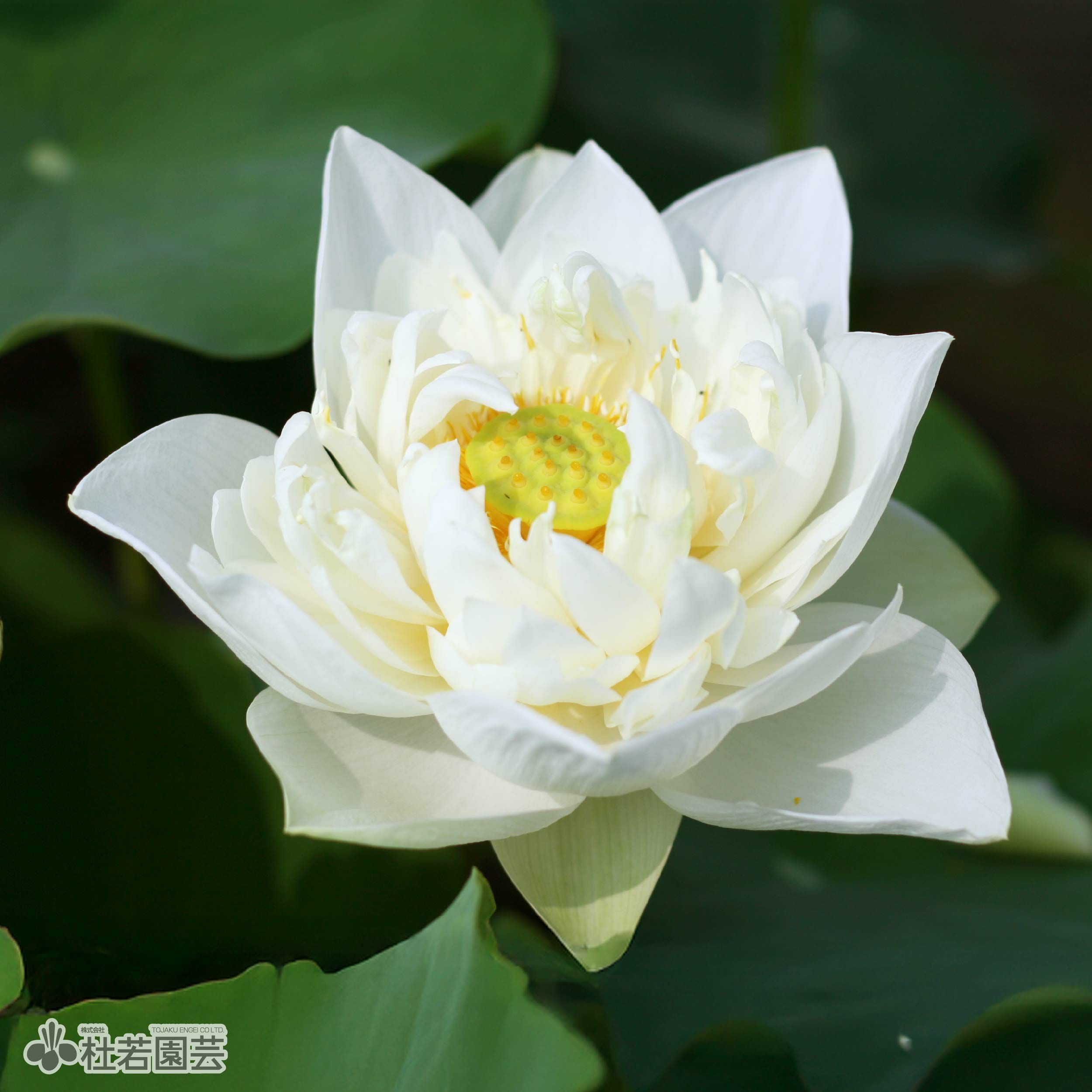 青蓮ページです 蓮、ハス】西円寺青蓮(さいえんじせいれん)【中・大型種】 | 杜若園芸