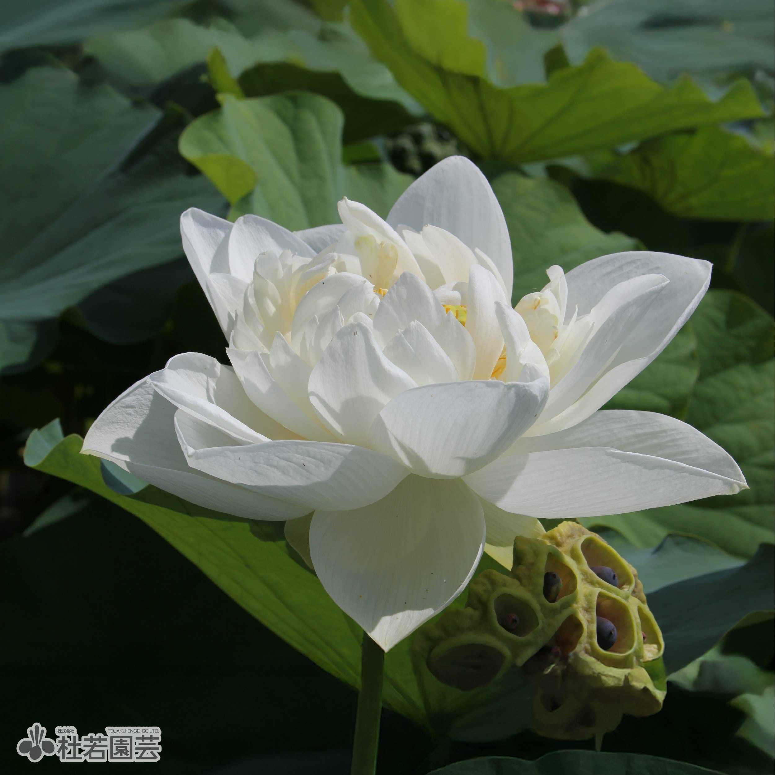 蓮、ハス】西円寺青蓮(さいえんじせいれん)【中・大型種】 | 杜若園芸