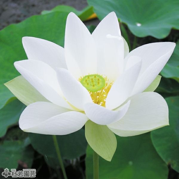 蓮、ハス】西光寺白蓮(さいこうじびゃくれん)【大型種】 | 杜若園芸WEB