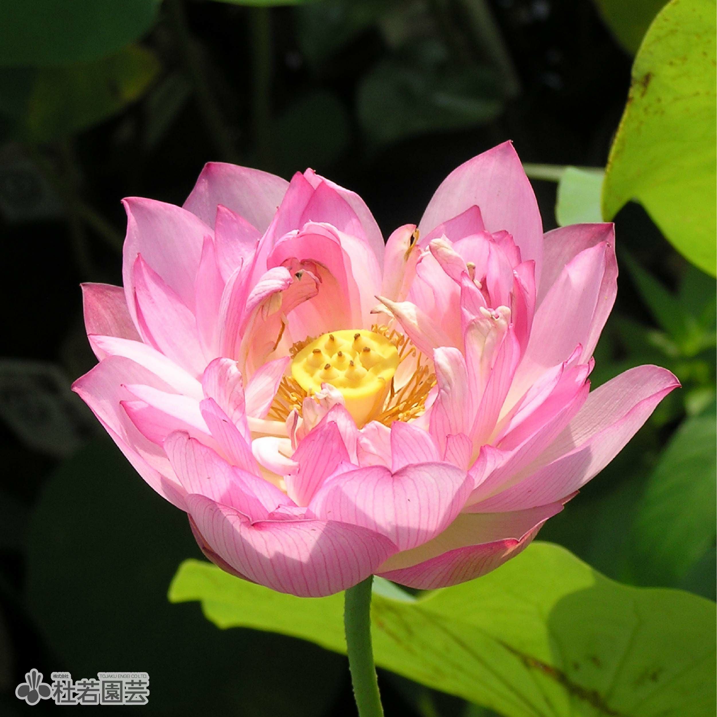 蓮、ハス】山茶紅(さざんこう)【小～中型】 | 杜若園芸WEBショップ