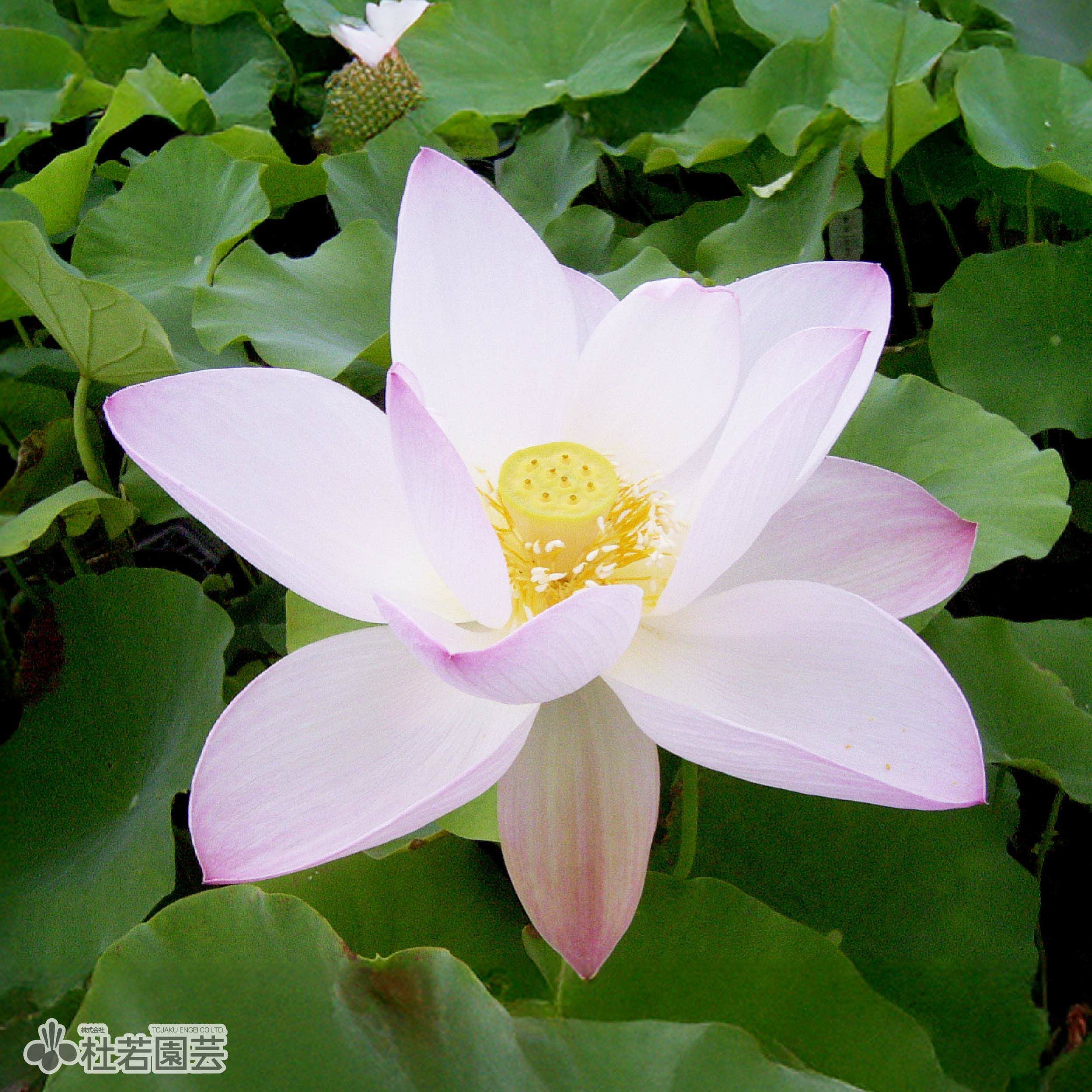 蓮、ハス】桜蓮(おうれん)【中・大型種】 | 杜若園芸WEBショップ｜水草