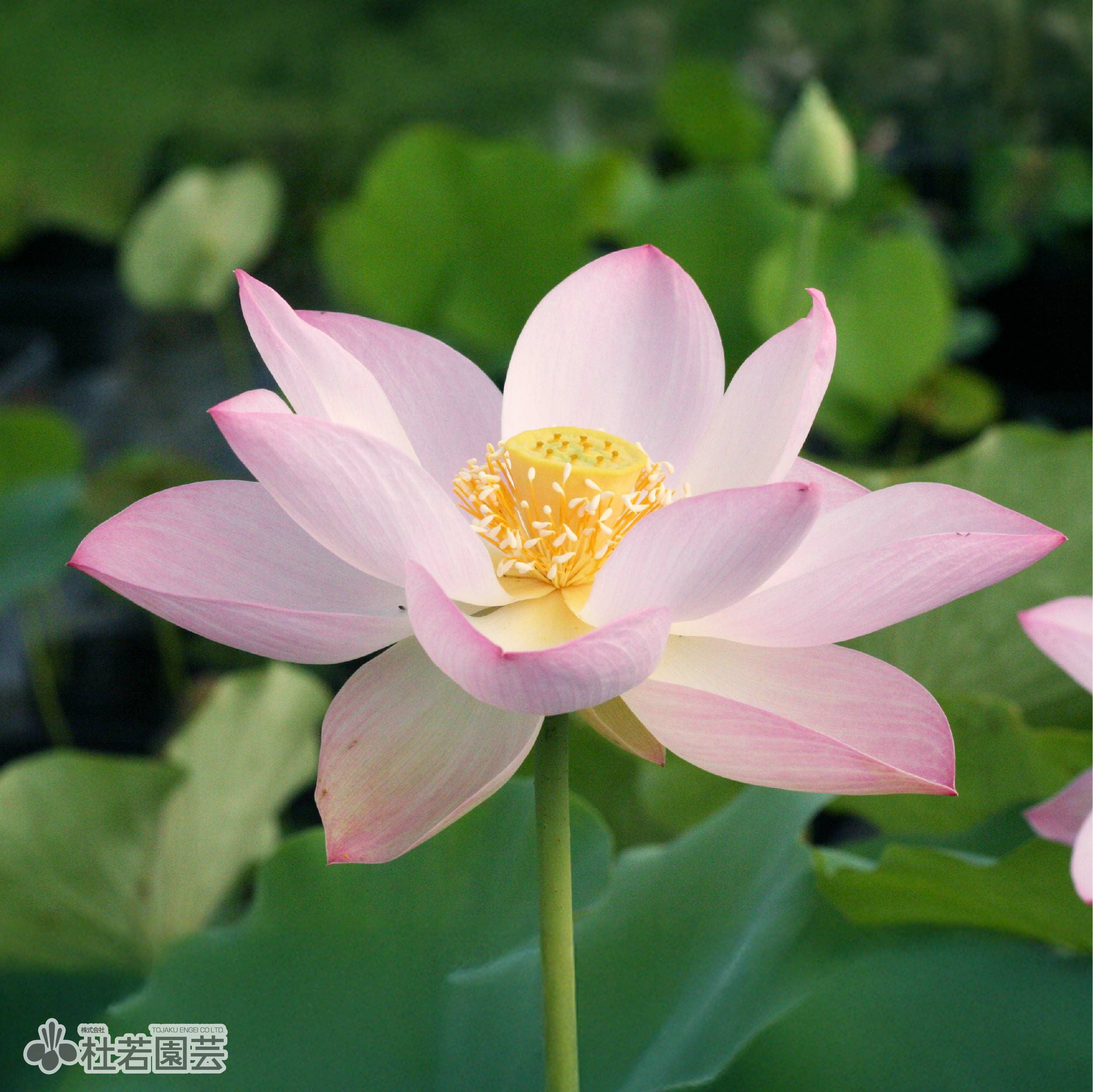 蓮、ハス】重水華(じゅうすいか)【中・大型種】 | 杜若園芸WEBショップ
