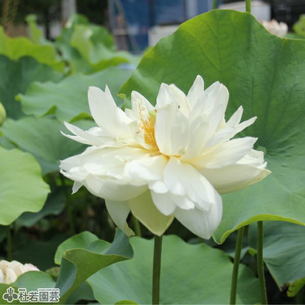 大型浅鉢 （Φ110×H35） | 杜若園芸WEBショップ｜水草の生産販売【通販
