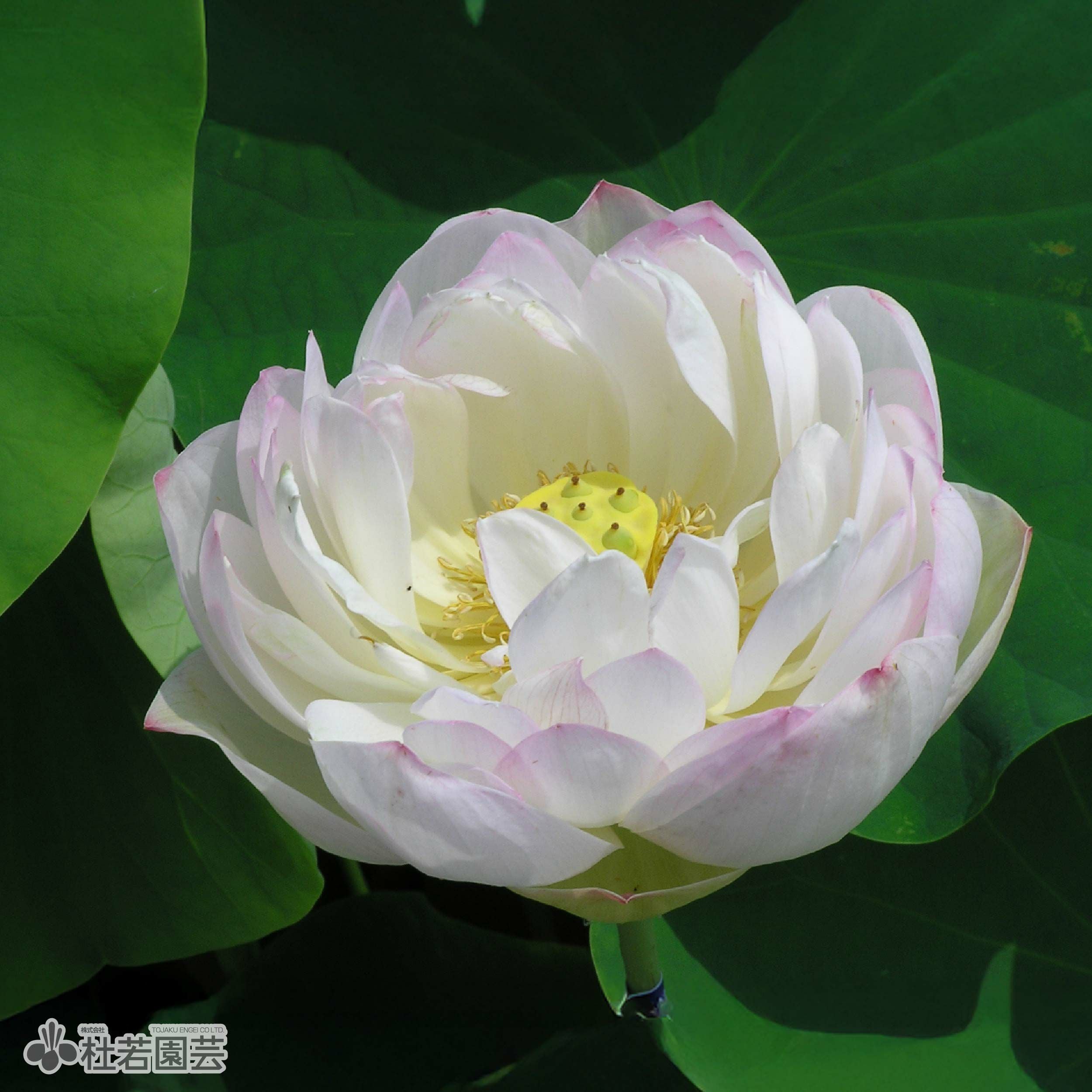 蓮、ハス】寿星桃(じゅせいとう)【小型種】 | 杜若園芸WEBショップ