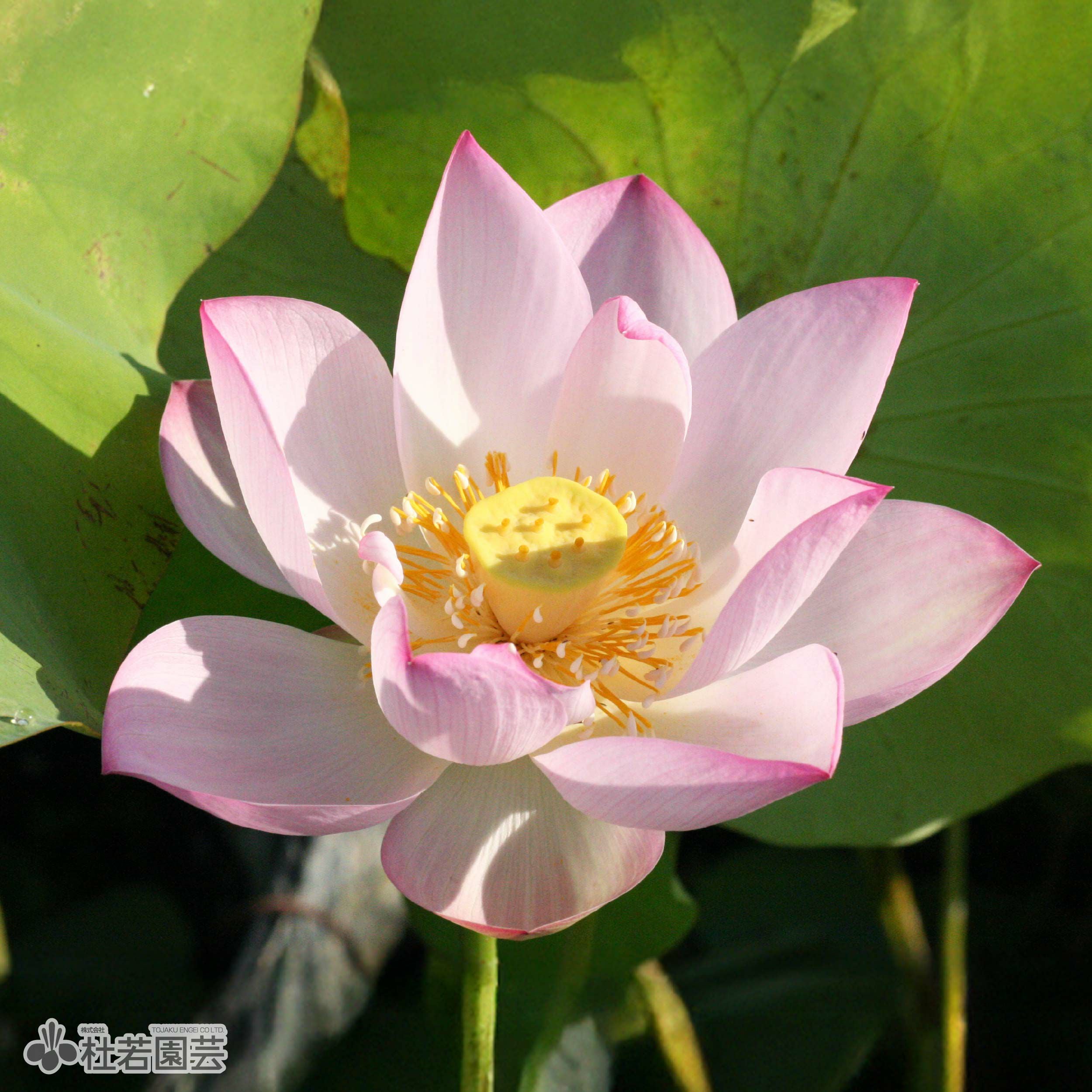 蓮、ハス】紹興紅蓮(しょうこうこうれん)【中・大型種】 | 杜若園芸WEB