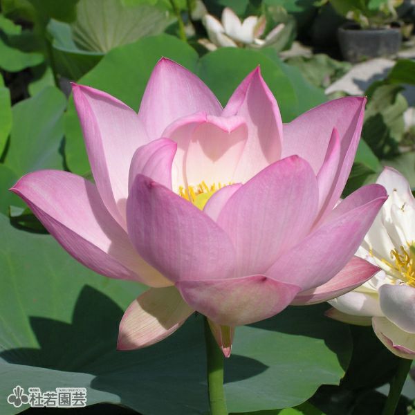 蓮、ハス】小寿星(しょうじゅせい)【小型種】 | 杜若園芸WEBショップ