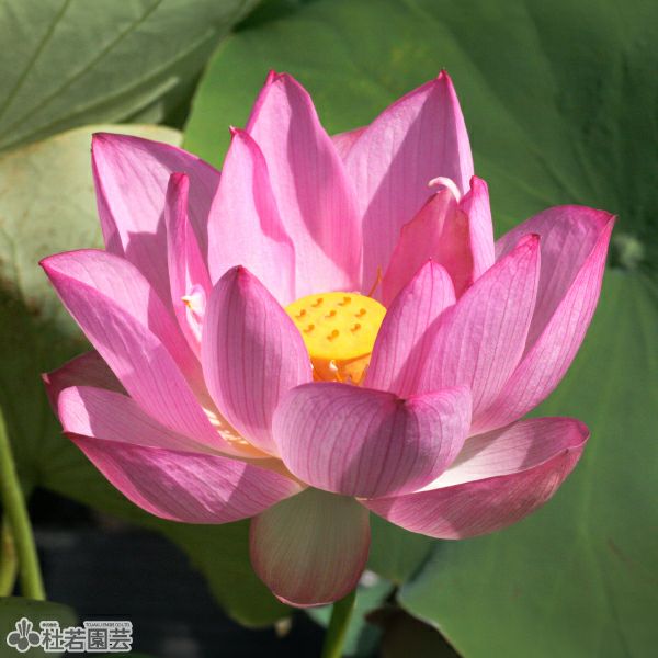 蓮、ハス】浄台蓮(じょうだいれん)【中・大型種】 | 杜若園芸WEB