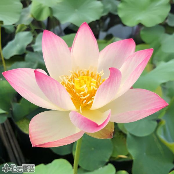 蓮、ハス】八一蓮（はちいちれん）【小型種】 | 杜若園芸WEBショップ