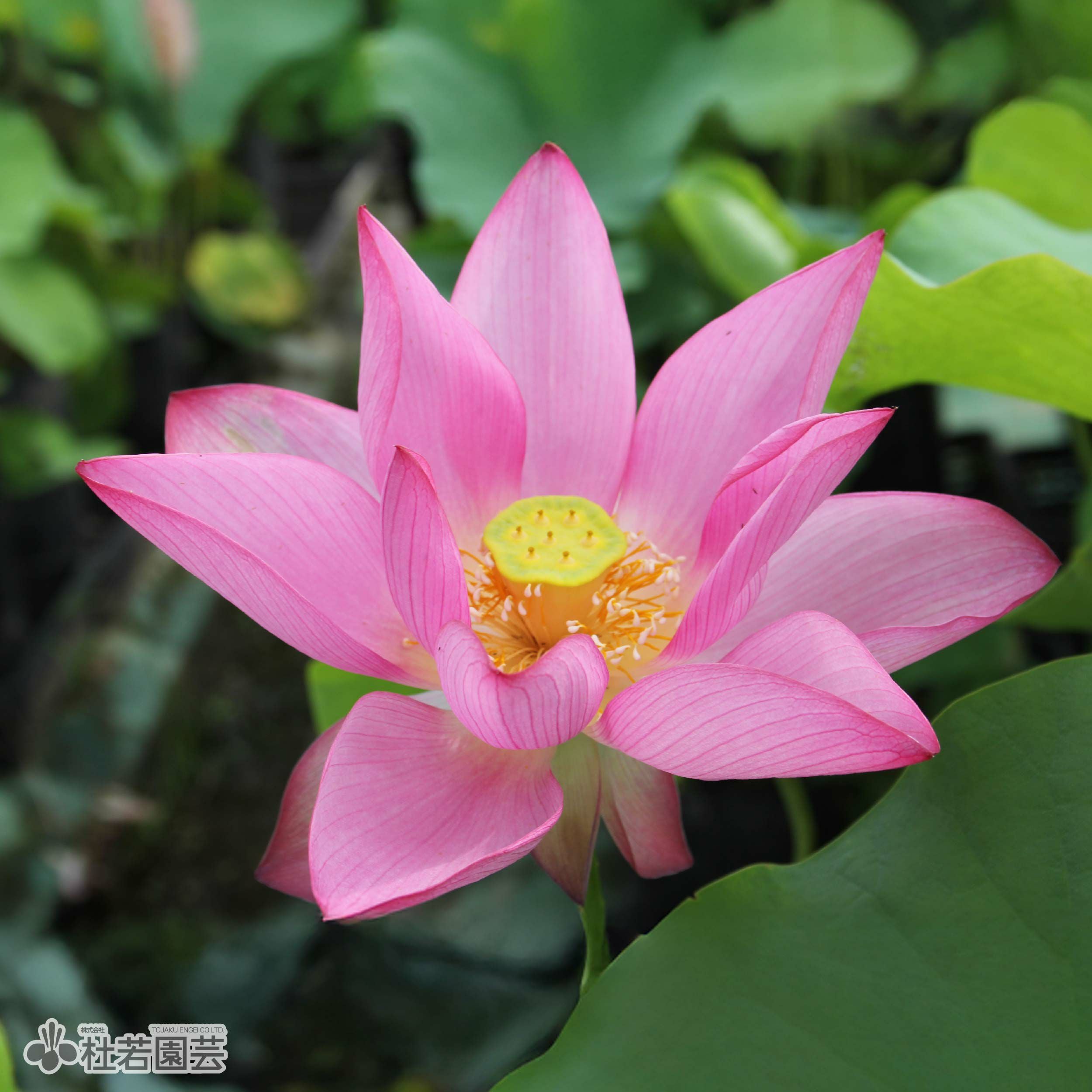 蓮、ハス】白川西(しらかわにし)【小型種】 | 杜若園芸WEBショップ