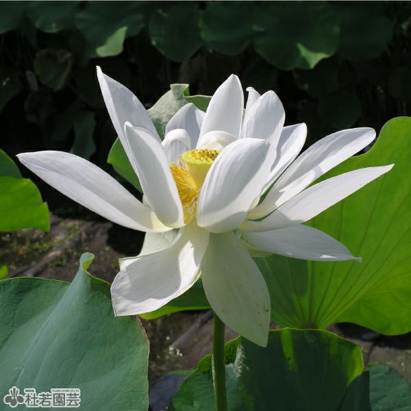 蓮、ハス】白鷺(しらさぎ)【中・大型種】 | 杜若園芸WEBショップ｜水草