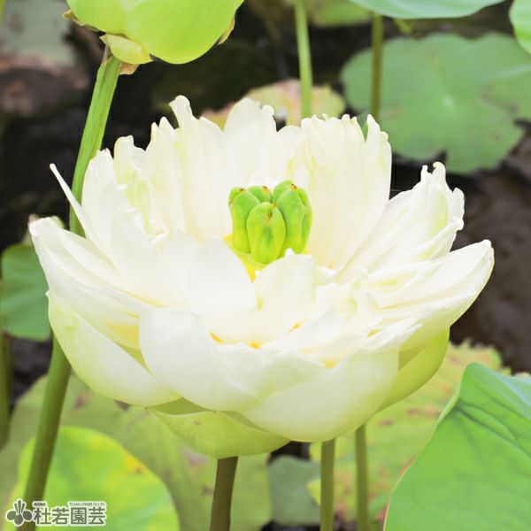 蓮、ハス】白玉蓮(しらたまばす)【小型種】 | 杜若園芸WEBショップ