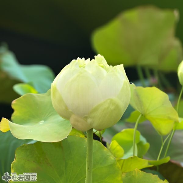 蓮、ハス】白玉蓮(しらたまばす)【小型種】 | 杜若園芸WEBショップ