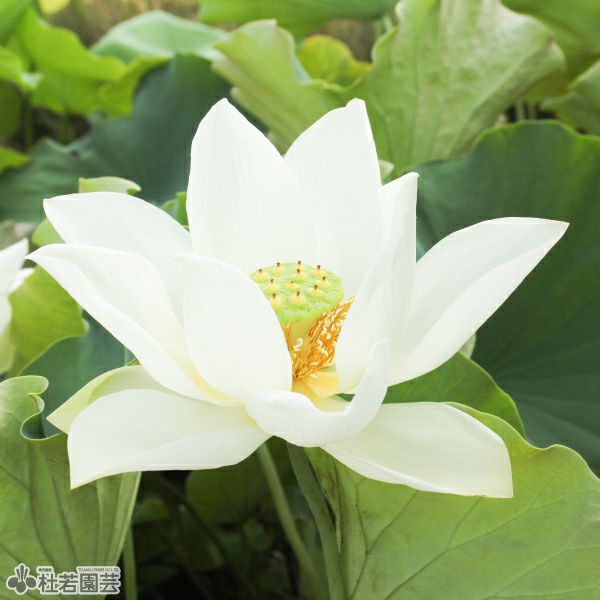蓮、ハス】白君子小蓮(しろくんししょうれん)【小型種】 | 杜若園芸WEB