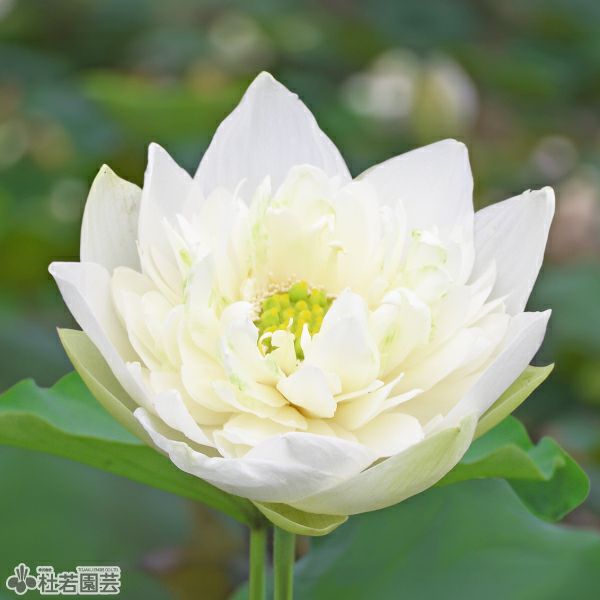 蓮、ハス】白芍葯(しろしゃくやく)【大型種】 | 杜若園芸WEBショップ