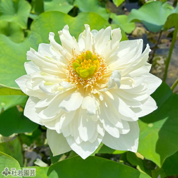 蓮、ハス】白芍葯(しろしゃくやく)【大型種】 | 杜若園芸WEBショップ