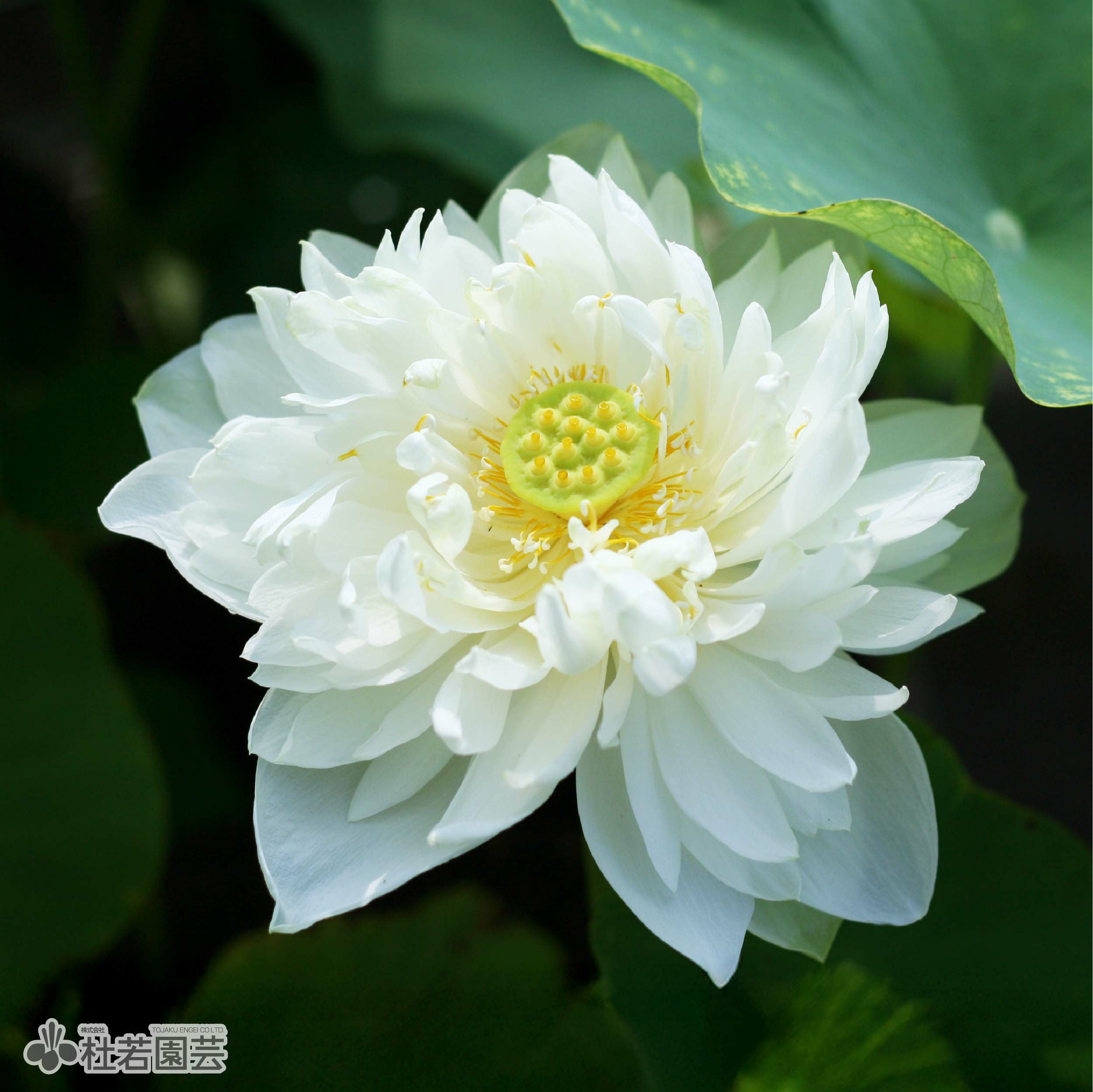 【蘭蓮様】 蓮、ハス】白万万(しろまんまん)【大型種】 | 杜若園芸WEBショップ